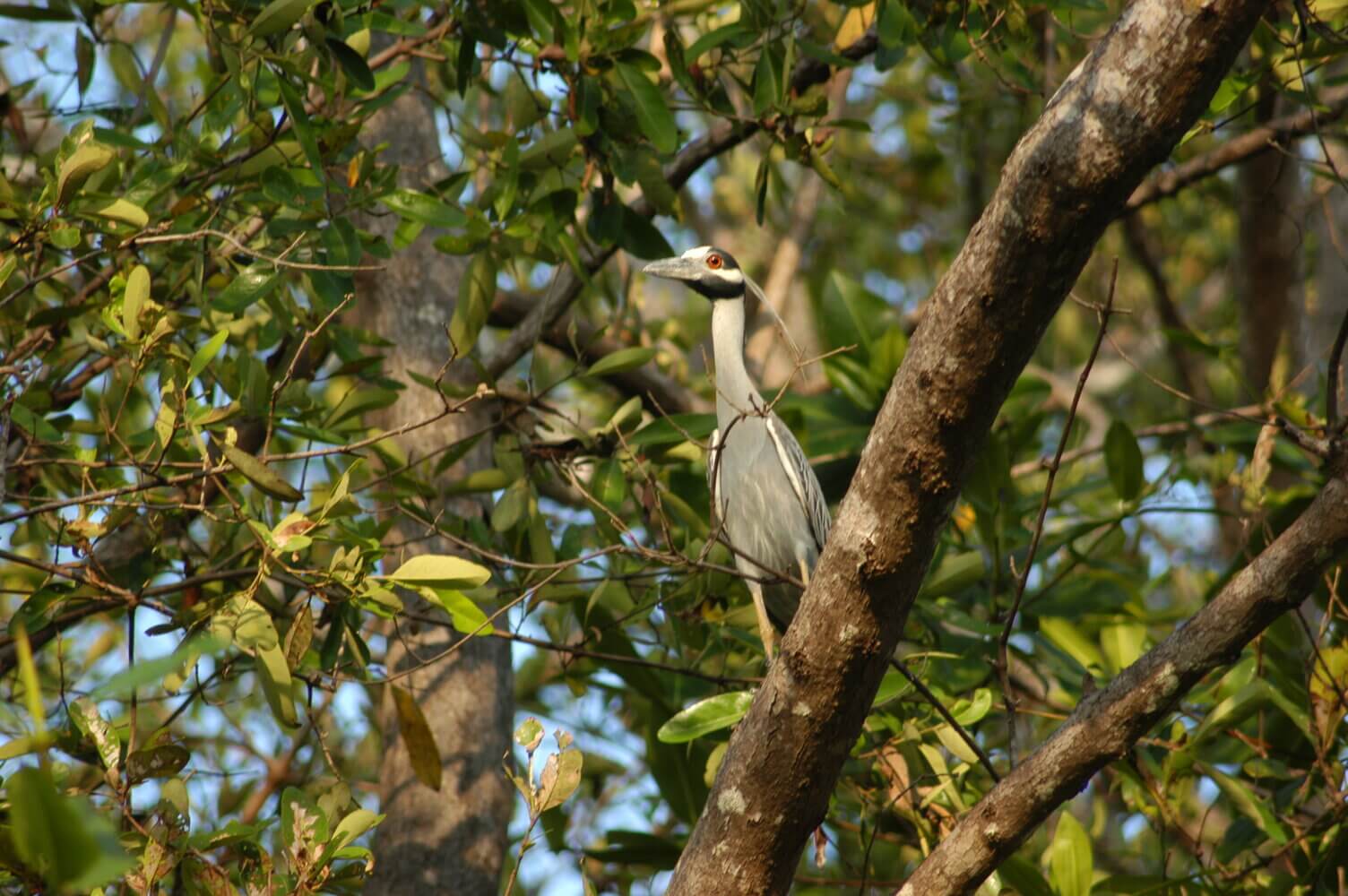 Martinete coroniamarillo, Nyctanassa violacea