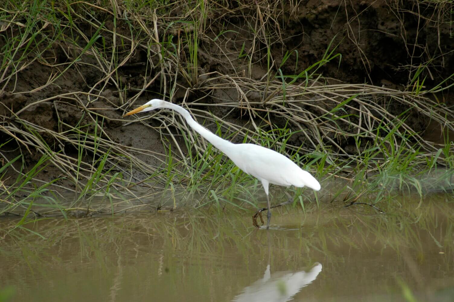 Garza real, Ardea alba