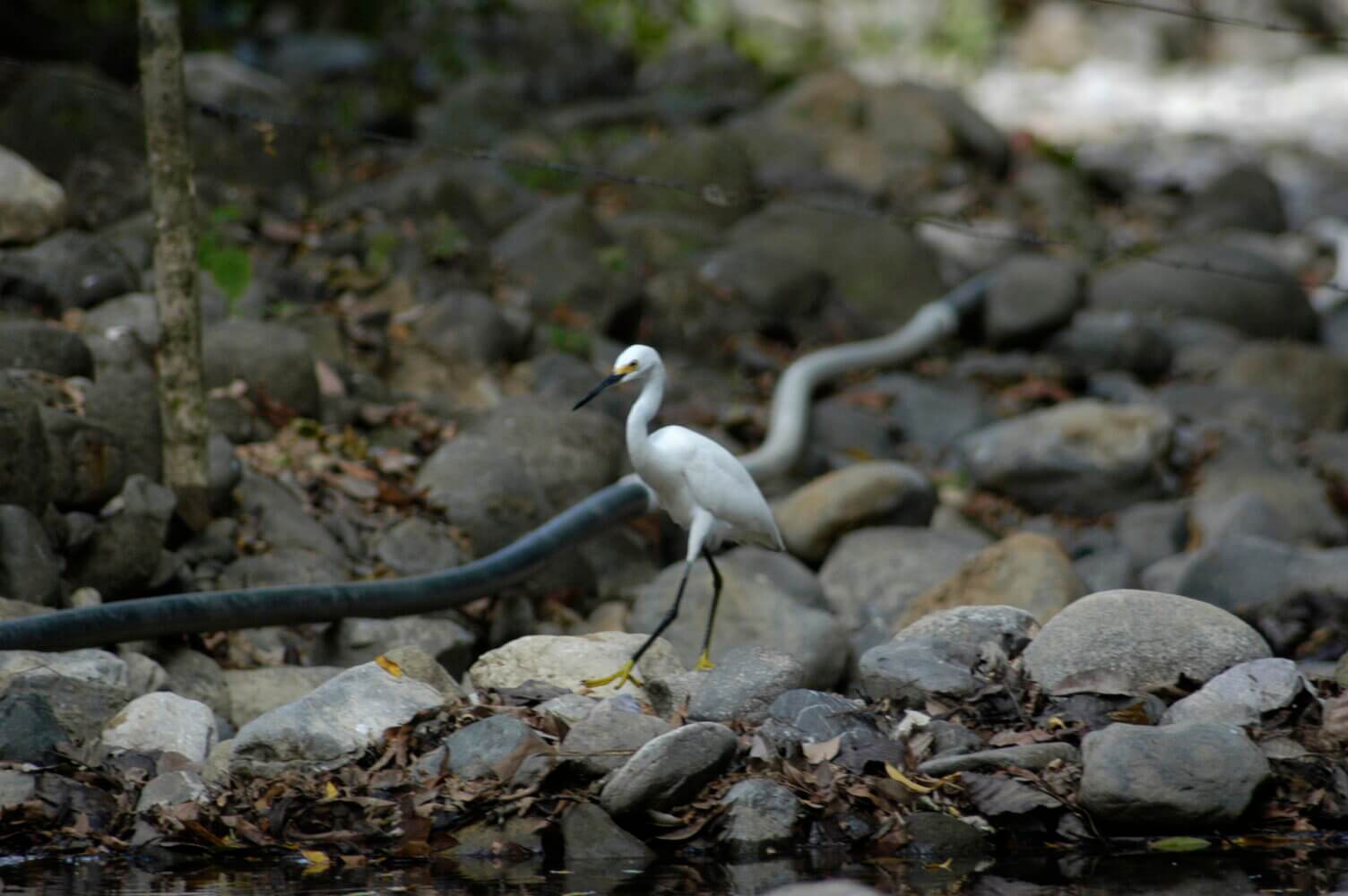 Garceta nivosa, Egretta thula