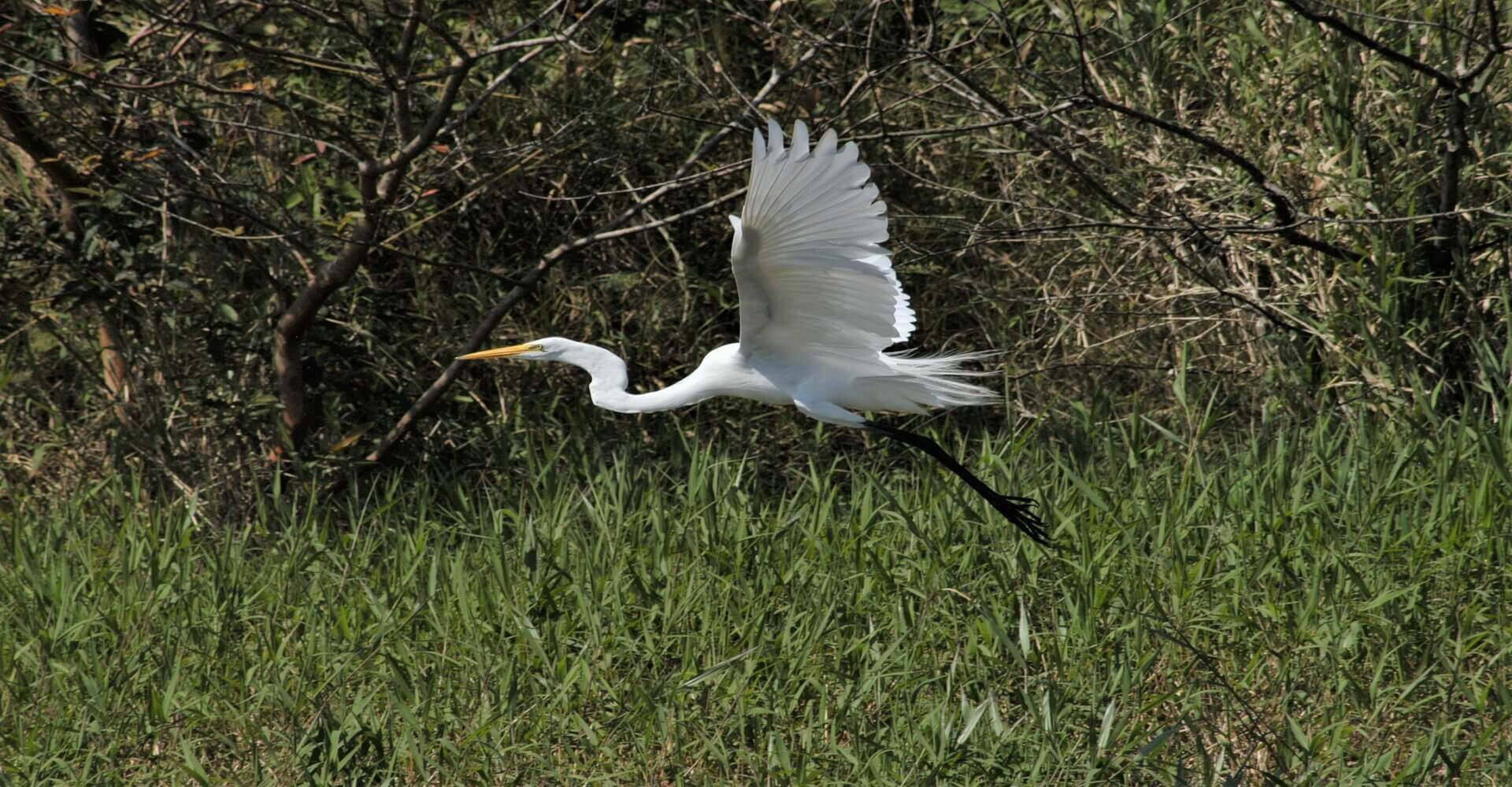 Garza real, Ardea alba