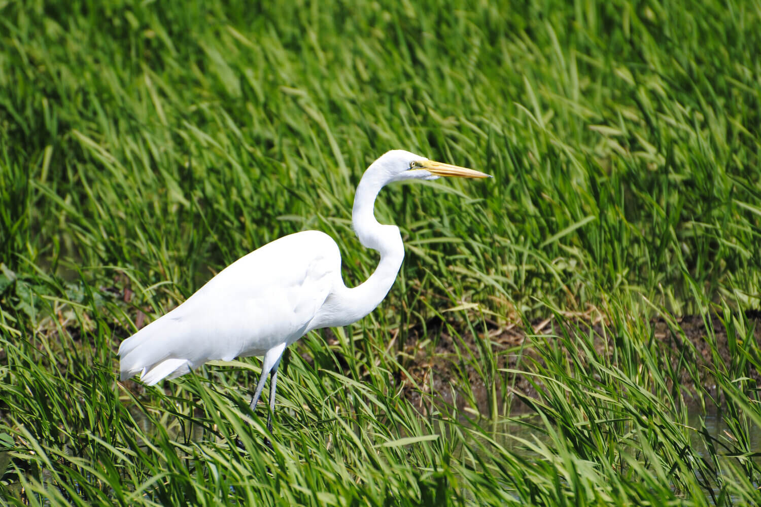 Garza real, Ardea alba