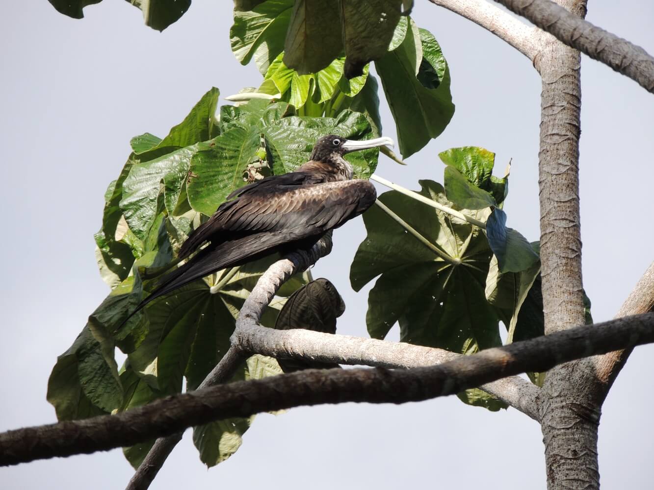 Rabihorcado grande (Fregata minor)