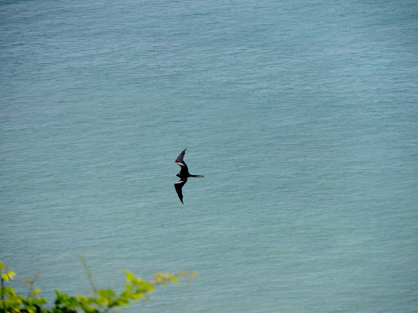 Rabihorcado grande (Fregata minor)