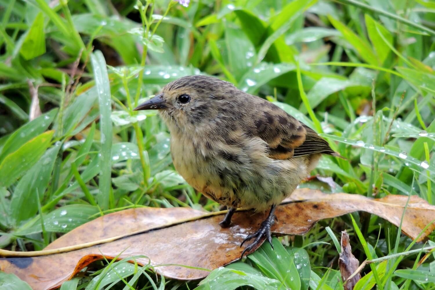 Pinzón de la Isla del Coco (Pinaroloxias inornata)