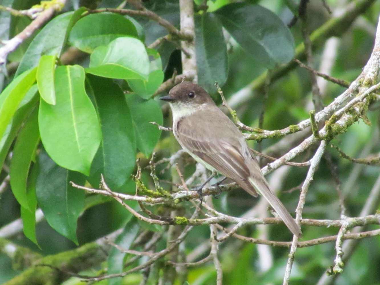 Mosquero fibí (Sayornis phoebe)