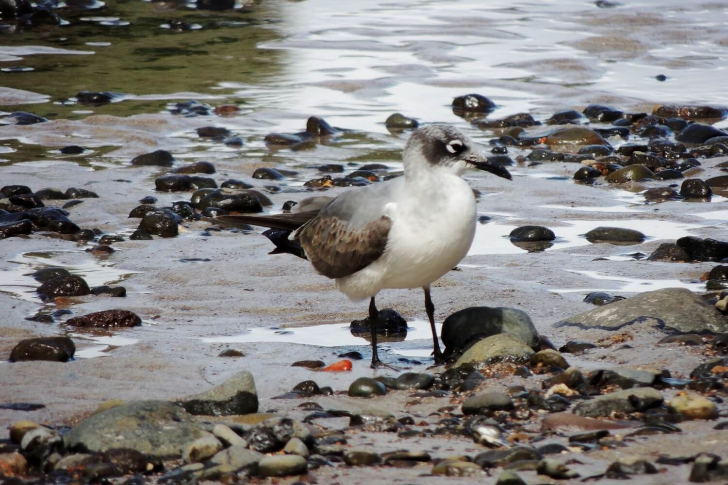Gaviota reidora (Leucophaeus atricilla)
