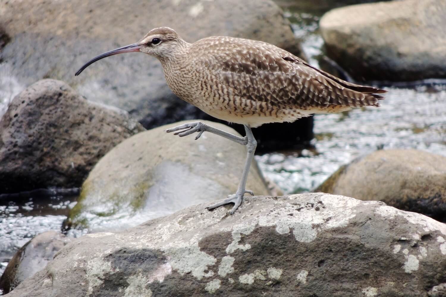 Zarapito trinador (Numenius phaeopus)