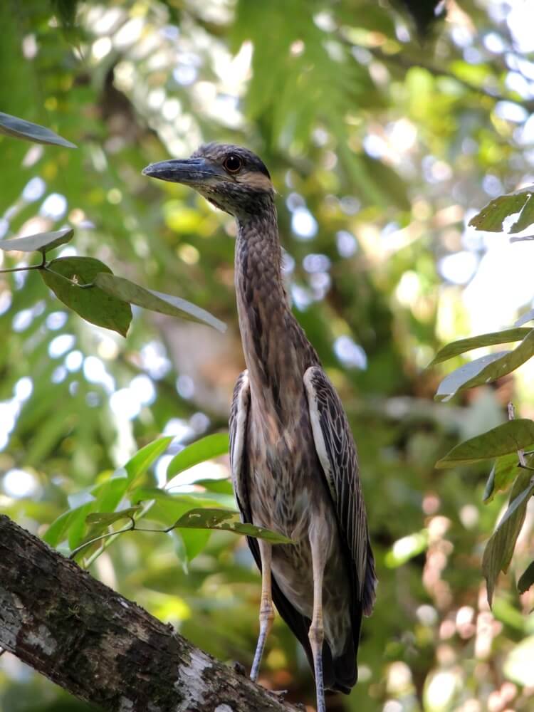 Martinete cabecipinto (Nyctanassa violacea)