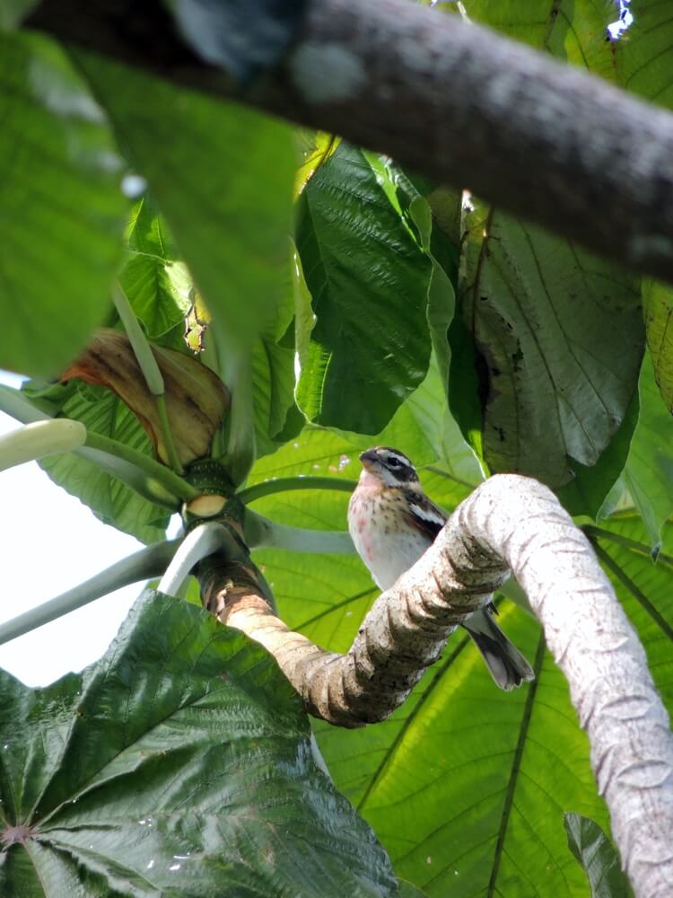 Calandria (Pheucticus ludovicianus)