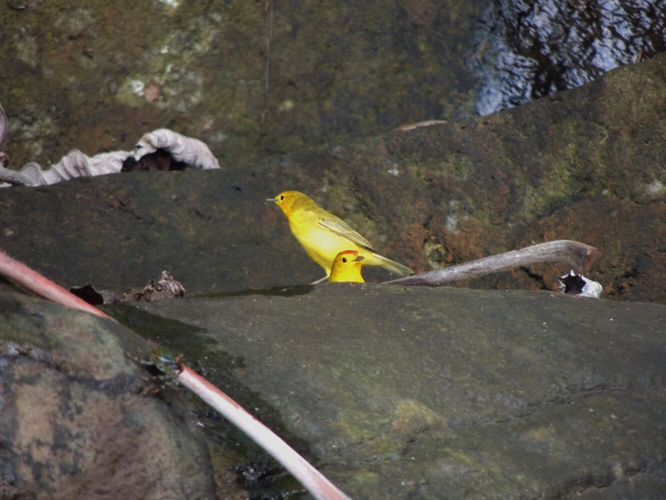 Reinita amarilla (Setophaga petechia aureola)