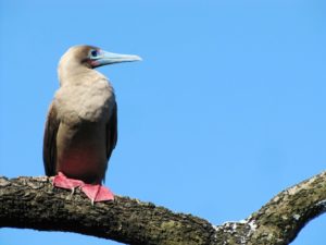 Piquero patirrojo (Sula sula).