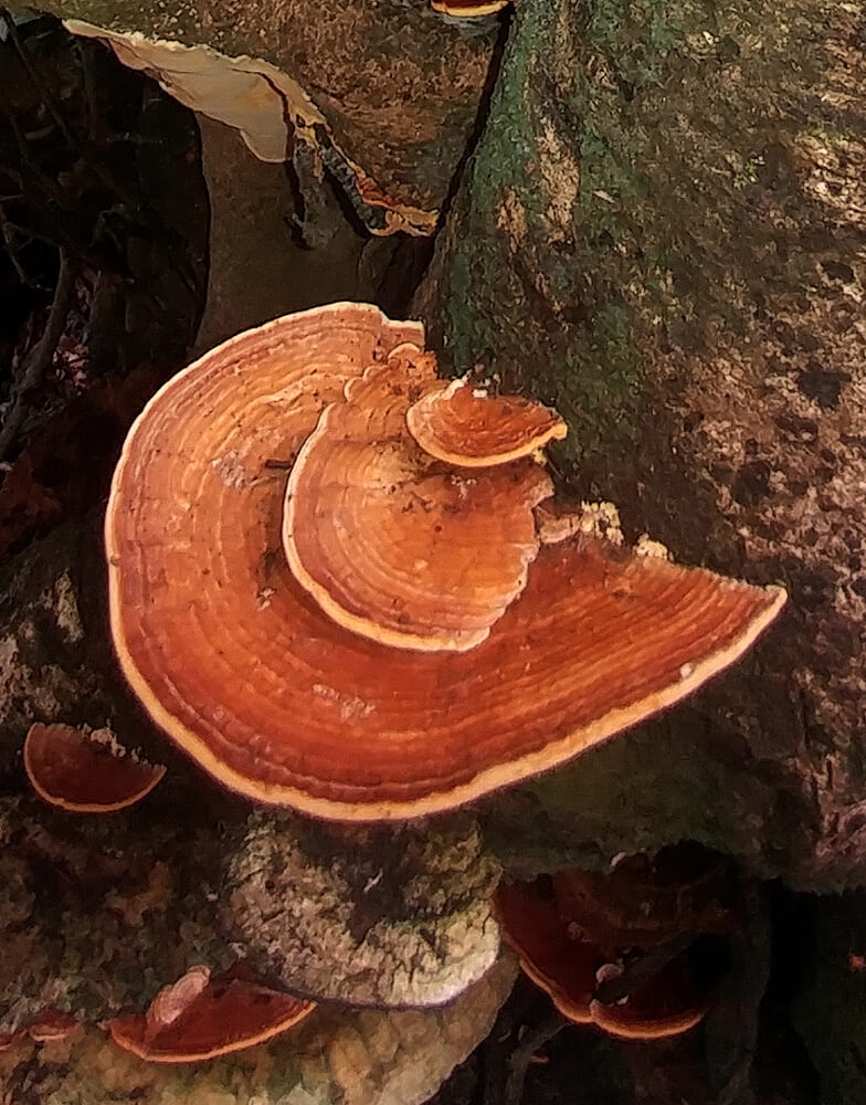Rigidoporus microporus