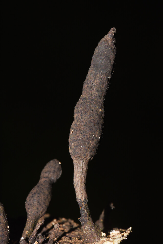 Xylaria polymorpha