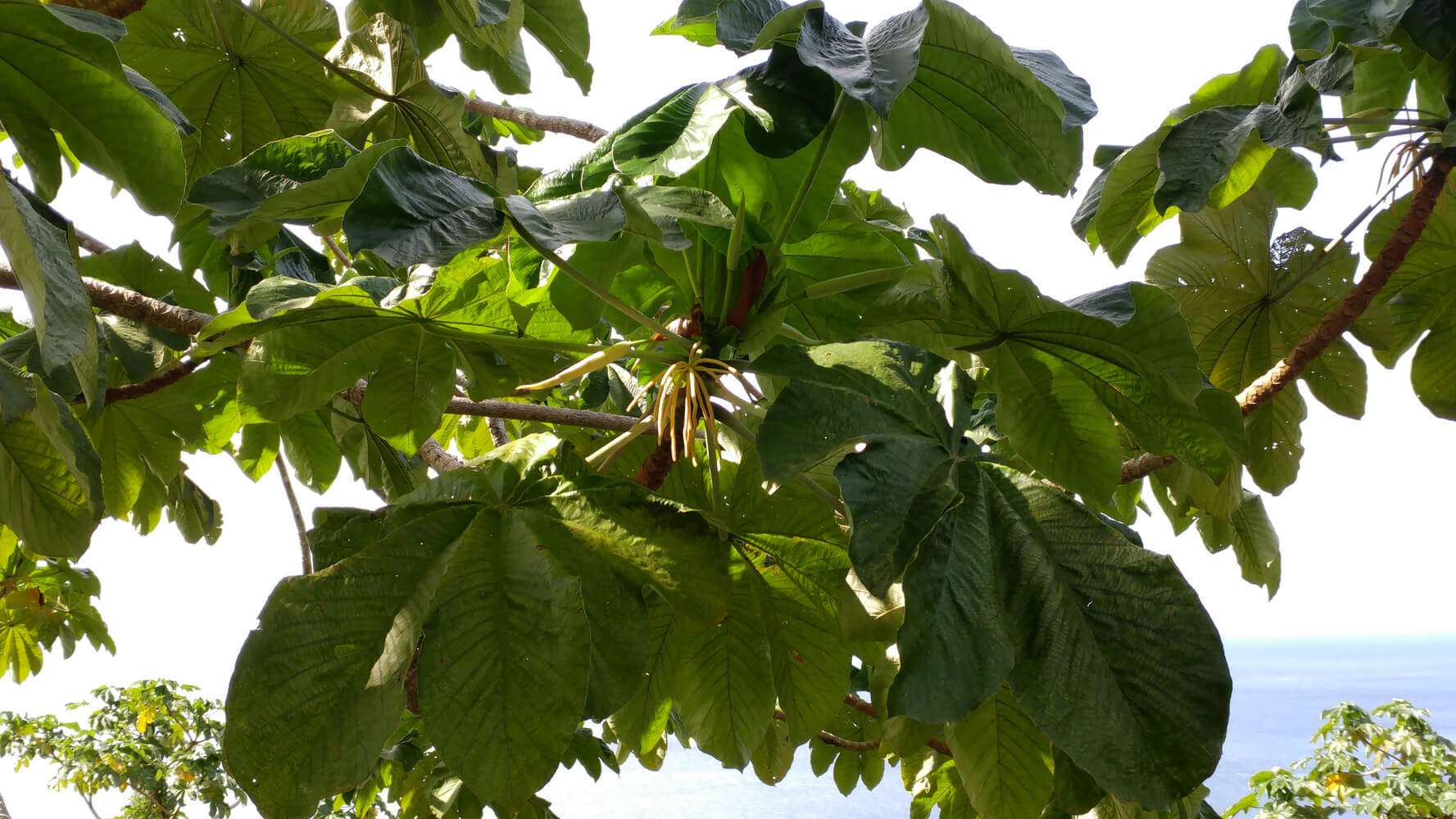 Cecropia pittieri