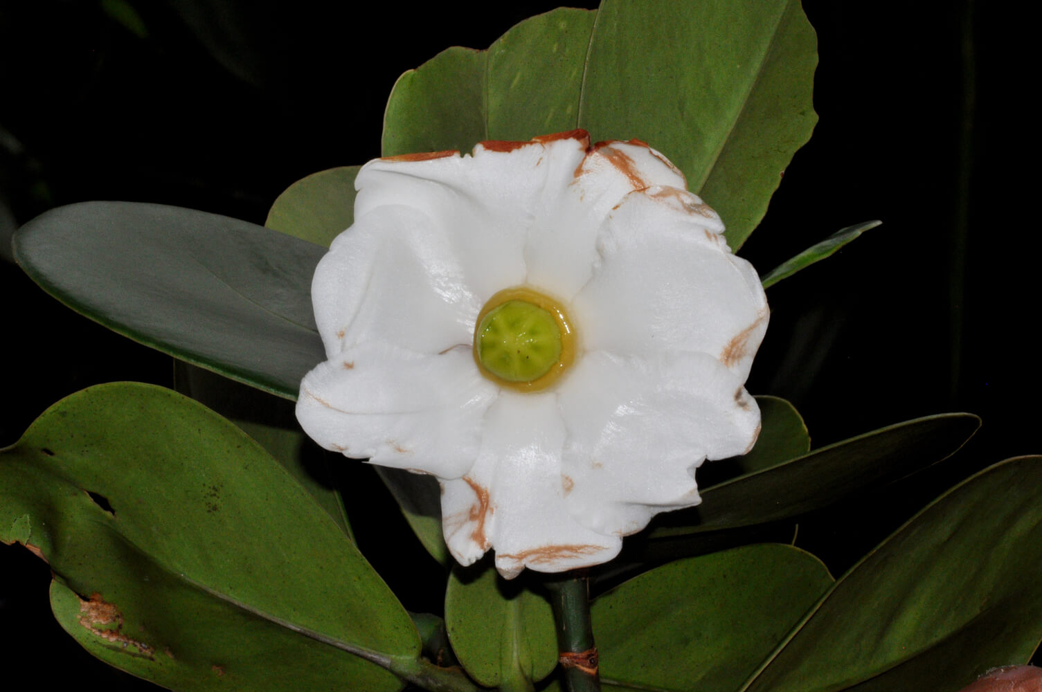 Clusia rosea