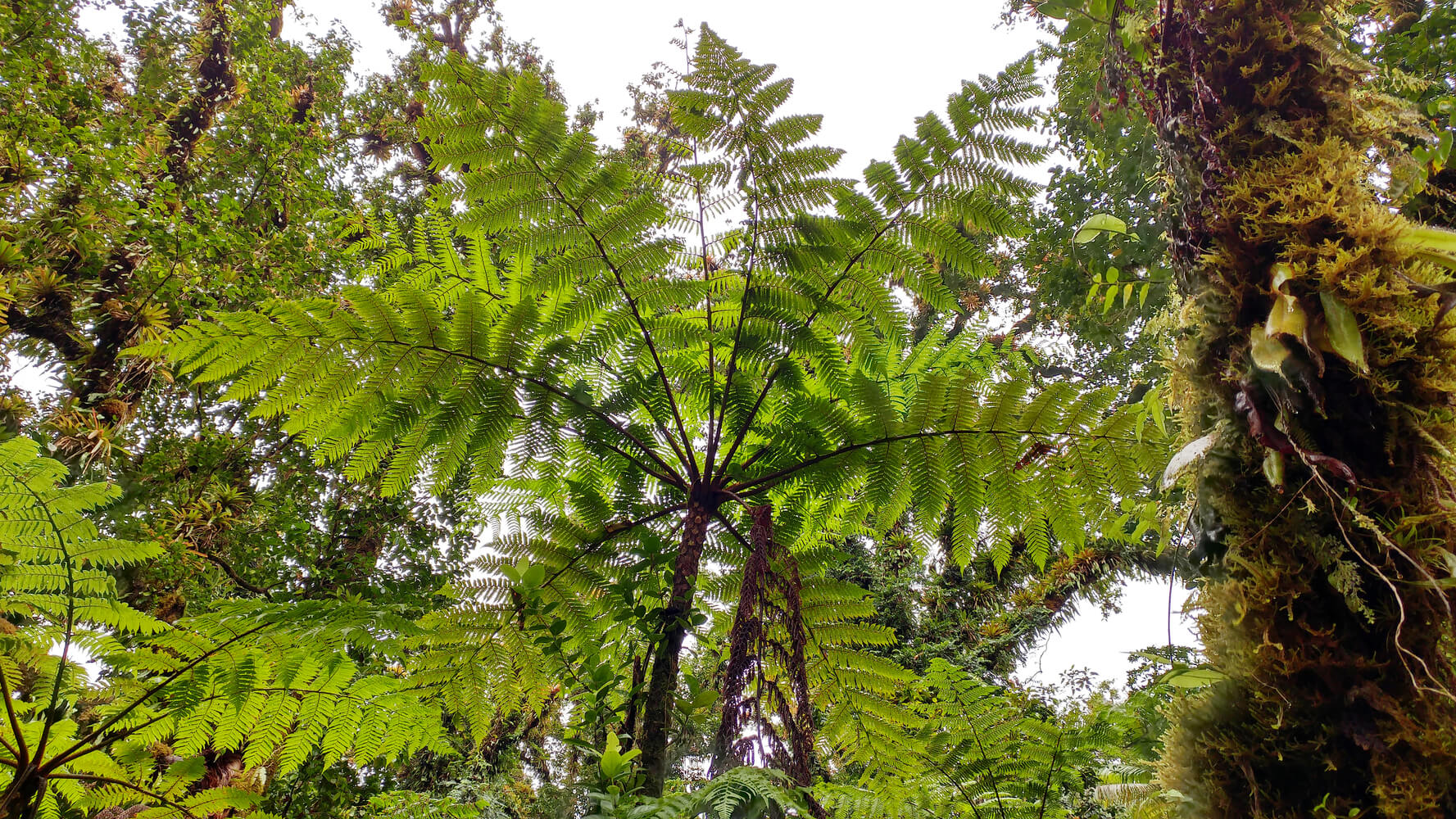 Cyathea alfonsoana