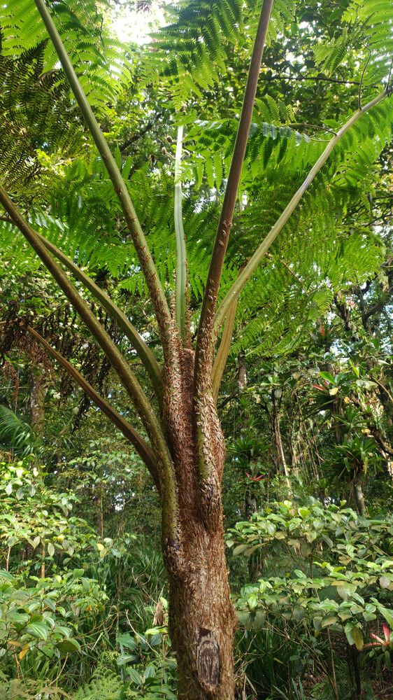 Biodiversidad en la Isla de Coco, Plantas « Museo Nacional de Costa Rica Biodiversidad en la Isla de Coco, Plantas « Museo Nacional de Costa Rica