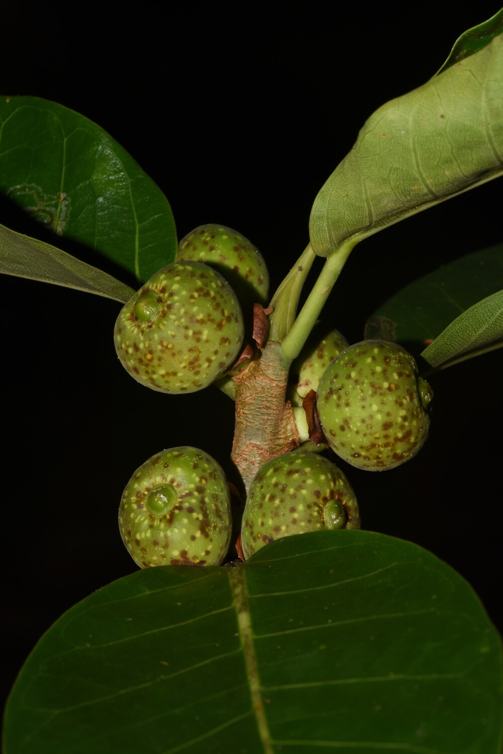 Biodiversidad en la Isla de Coco, Plantas « Museo Nacional de Costa Rica Biodiversidad en la Isla de Coco, Plantas « Museo Nacional de Costa Rica