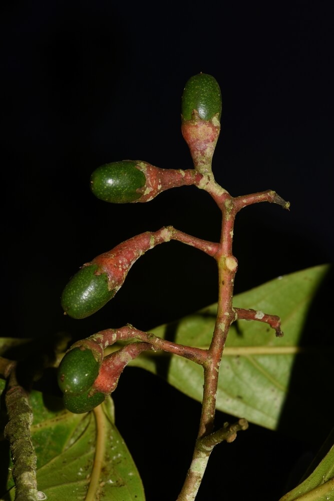 Biodiversidad en la Isla de Coco, Plantas « Museo Nacional de Costa Rica Biodiversidad en la Isla de Coco, Plantas « Museo Nacional de Costa Rica