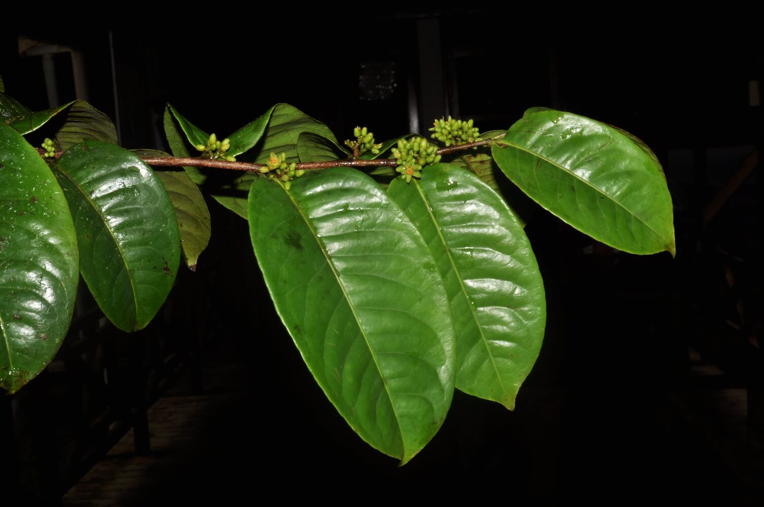 Sacoglottis hodridgei