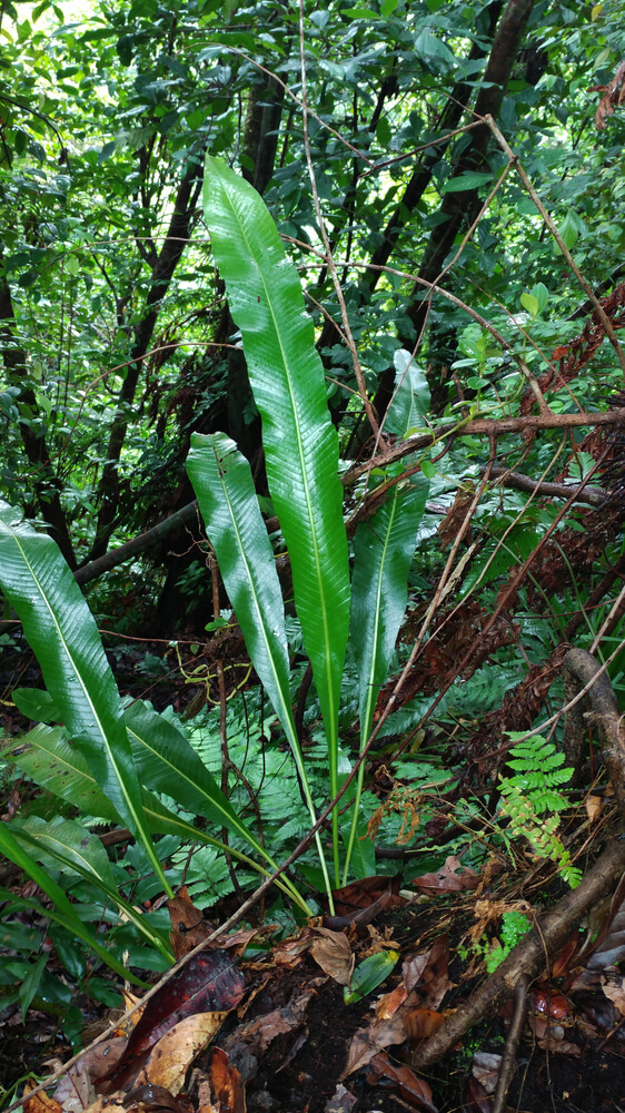Biodiversidad en la Isla de Coco, Plantas « Museo Nacional de Costa Rica Biodiversidad en la Isla de Coco, Plantas « Museo Nacional de Costa Rica