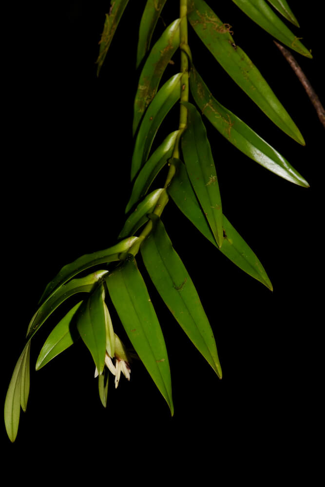 Epidendrum cocoense