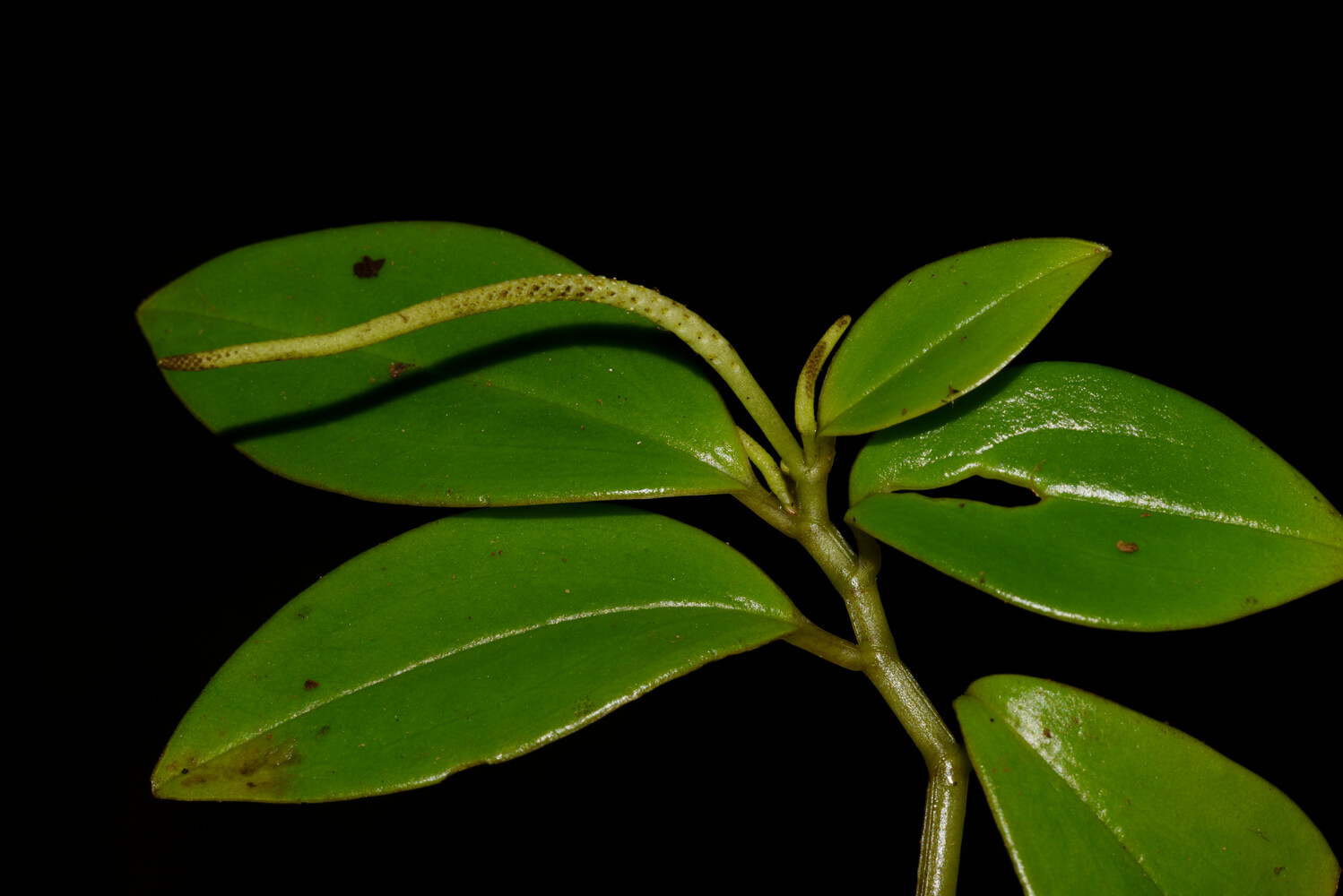 Peperomia glabella