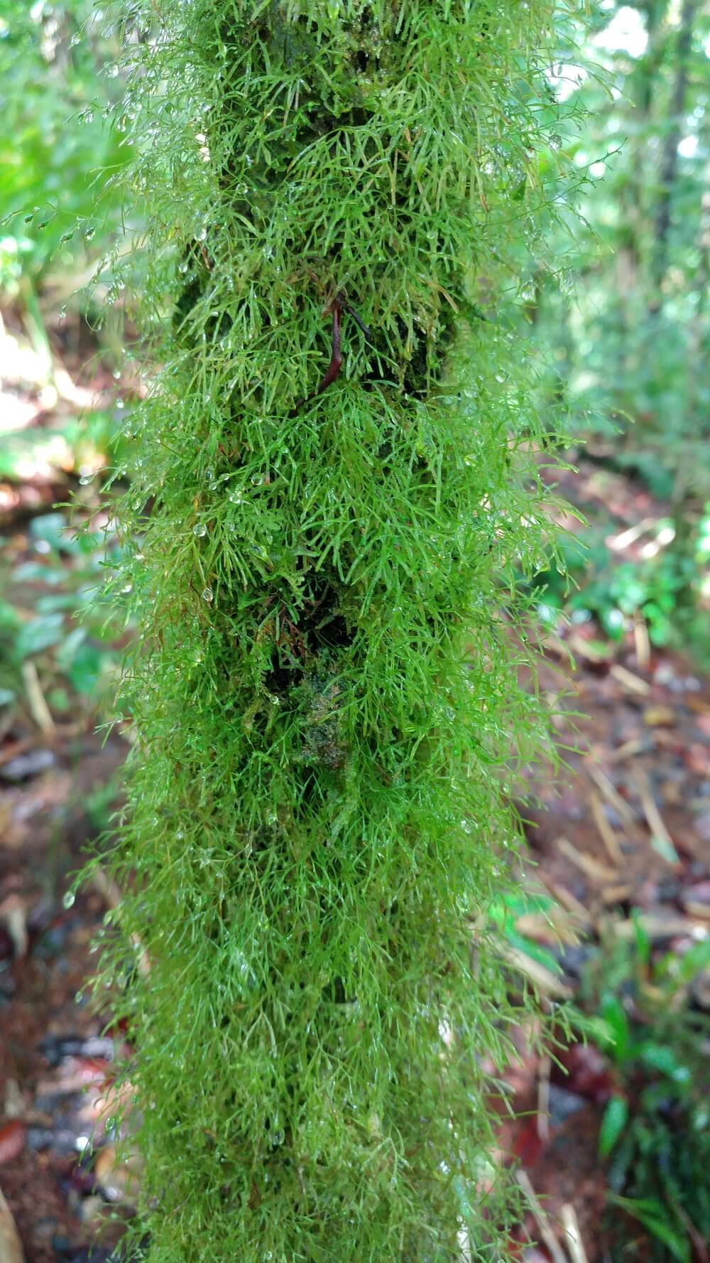 Polyphlebium capillaceum