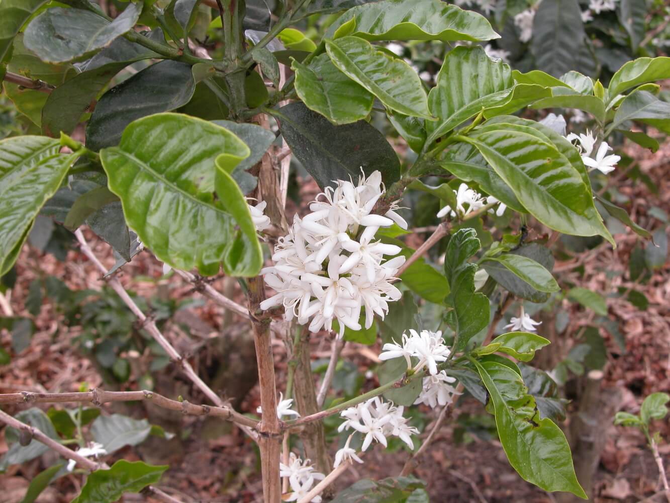 Café (Coffea arabiga)