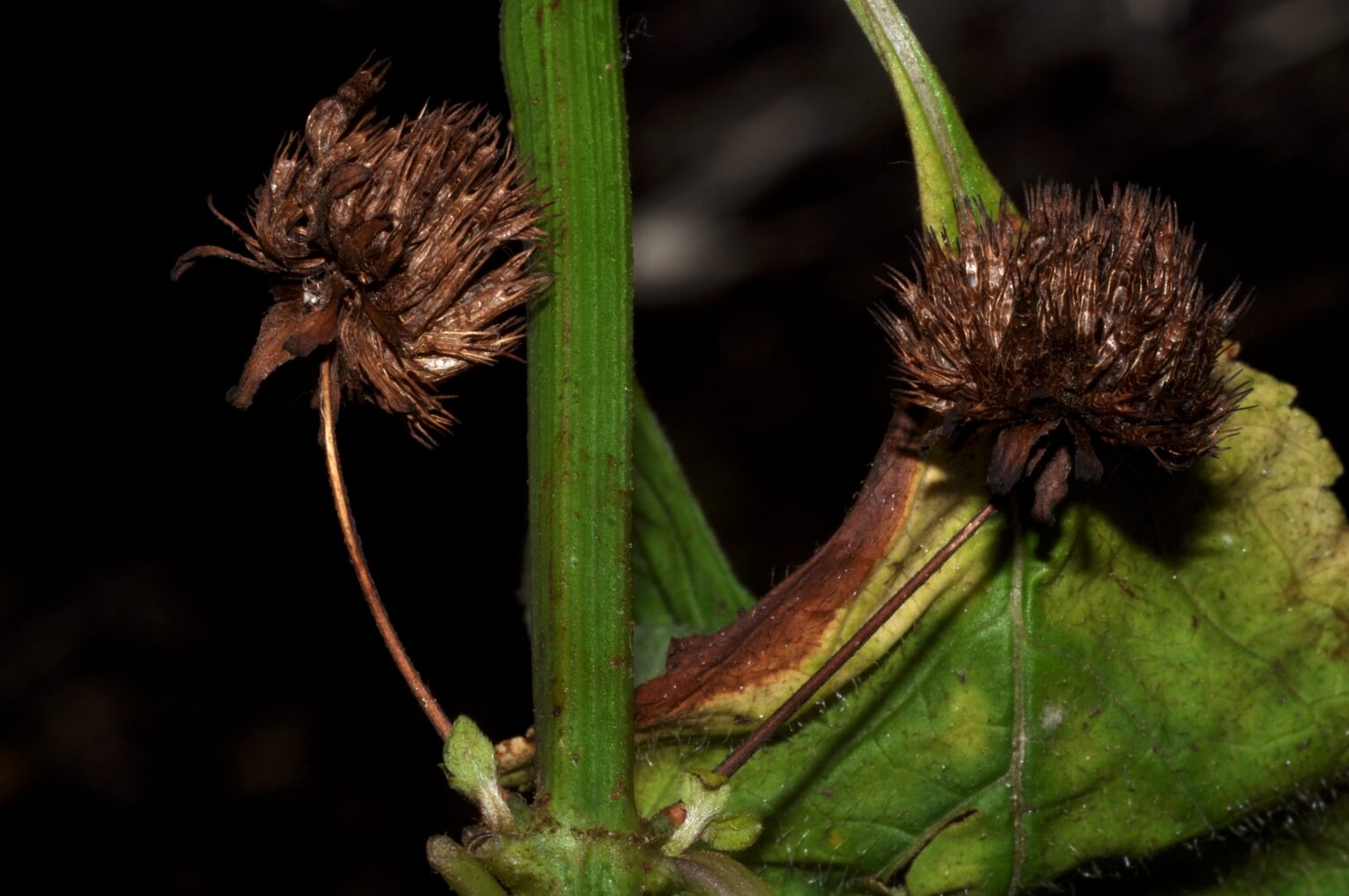 Hyptis capitata