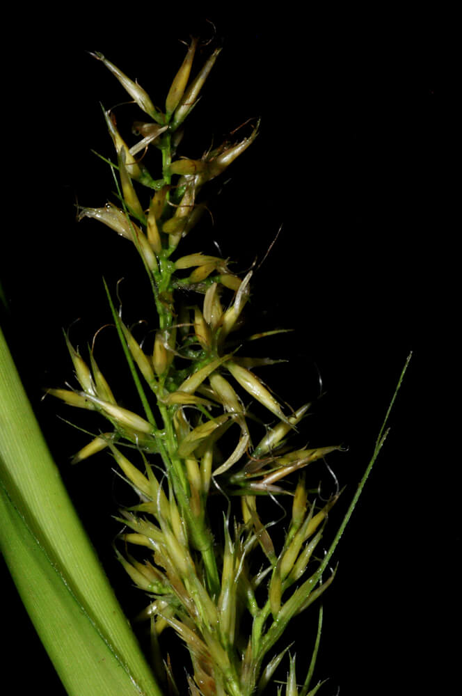 Rhynchospora polyphylla