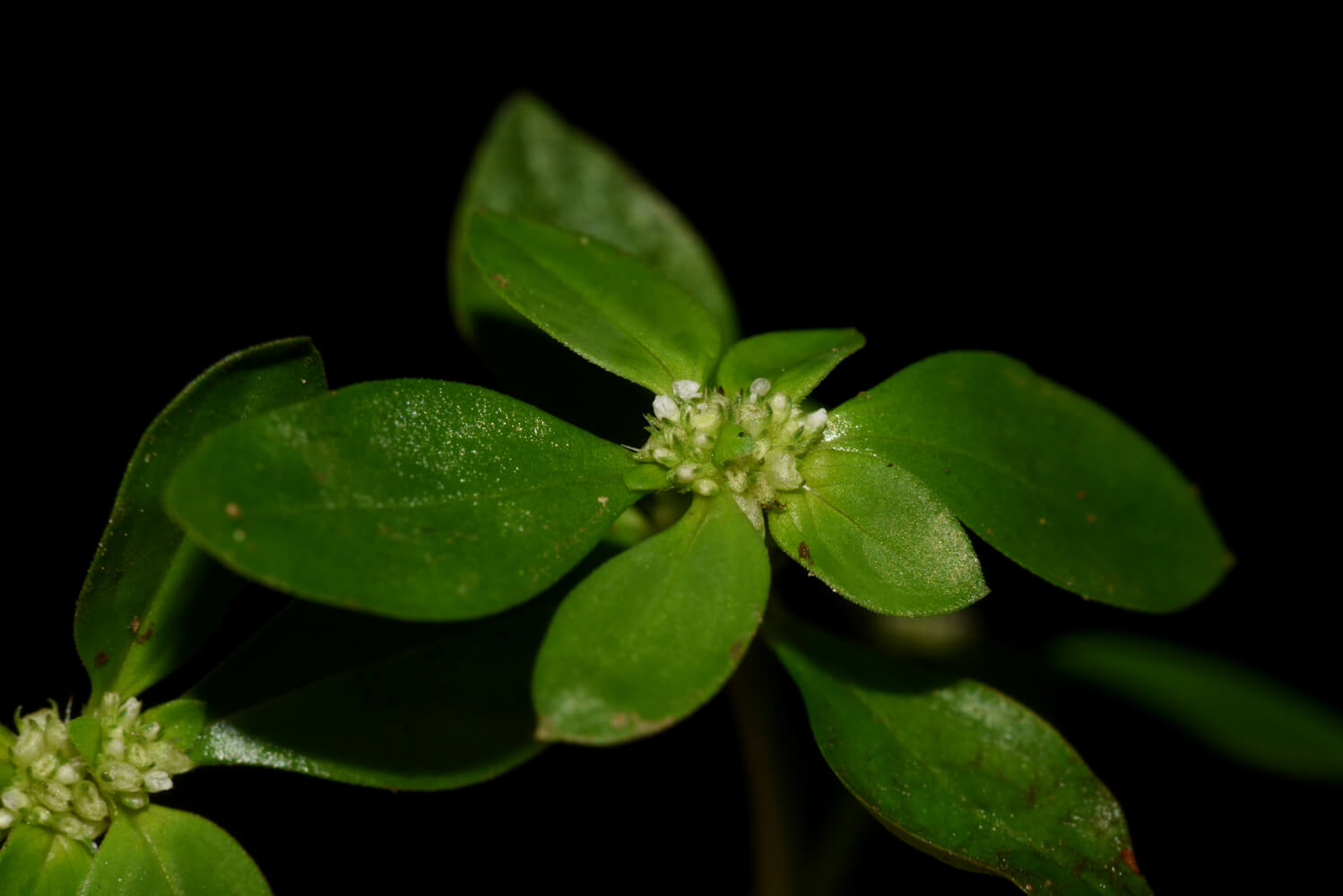 Spermacoce exilis