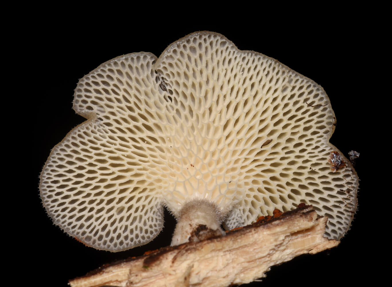 Favolus tenuiculus