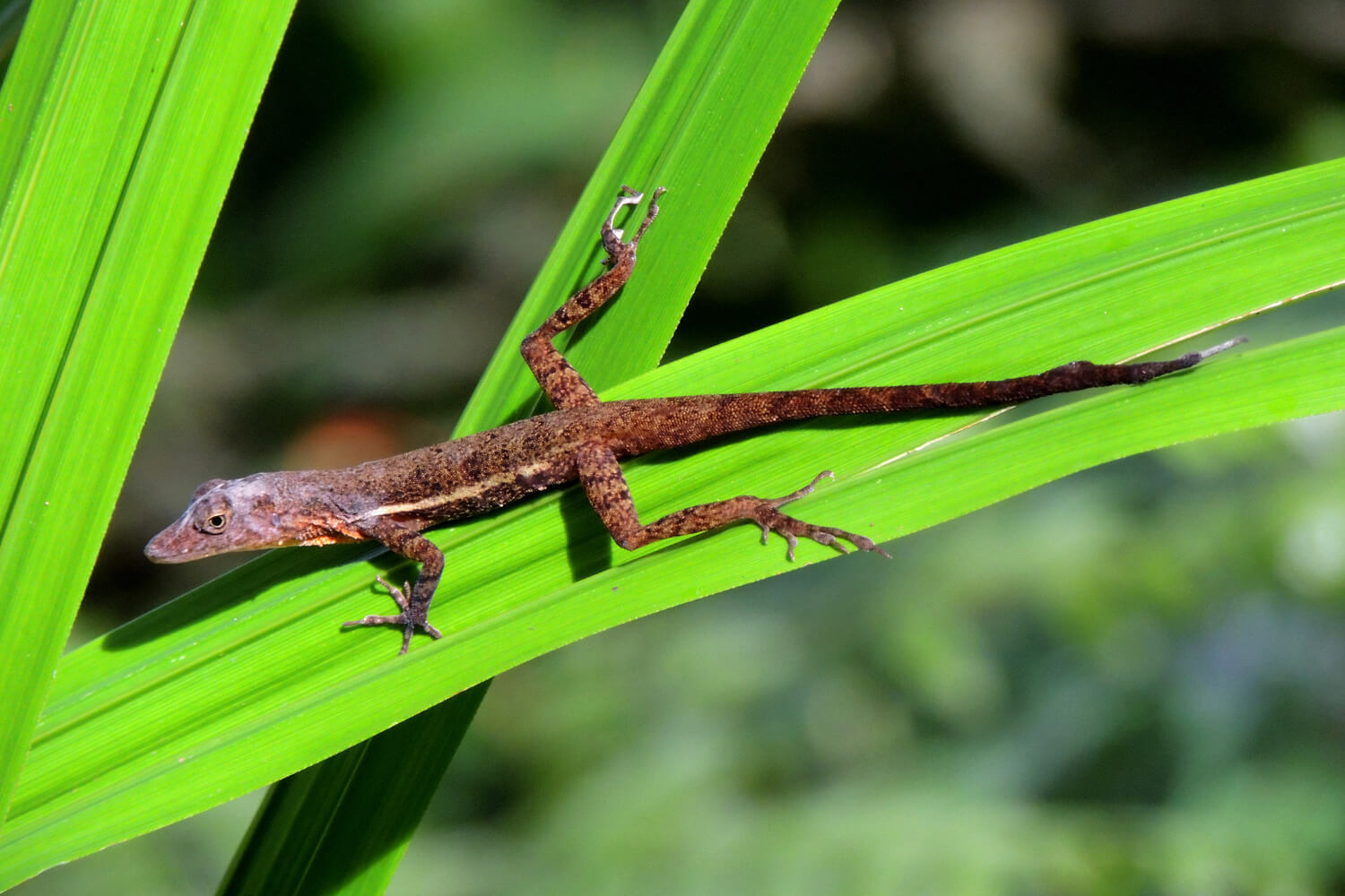 Taller Reptiles y anfibios a través de las cámaras