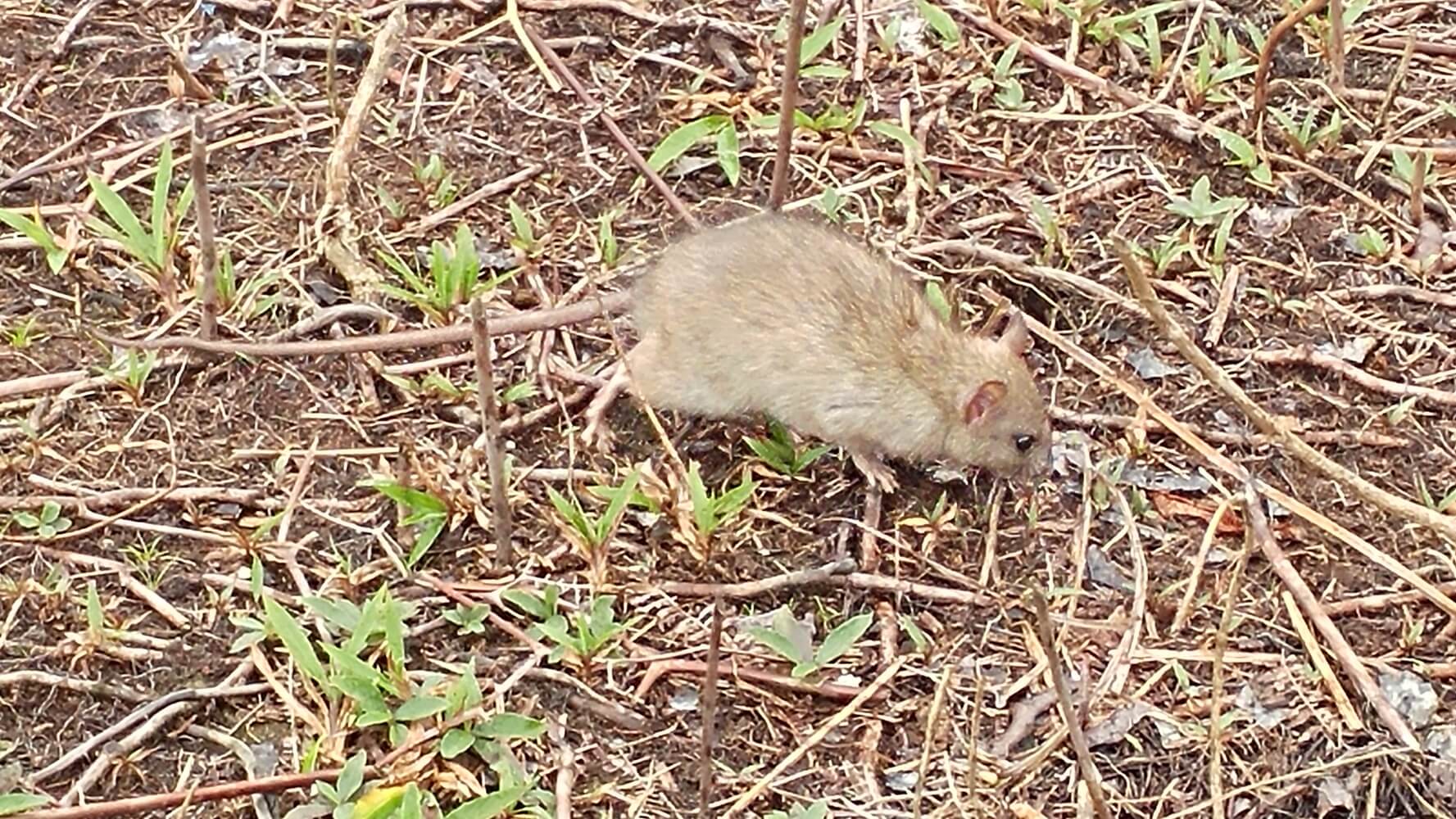 Rata (Rattus norvegicus), especie invasora de la Isla del Coco.