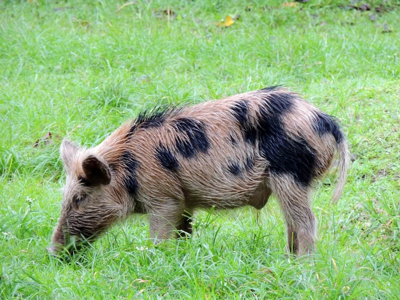 Cerdo (Sus scrofa), especie invasora de la Isla del Coco.