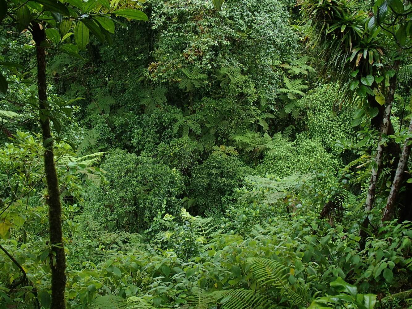 Bosque lluviosos de partes bajas