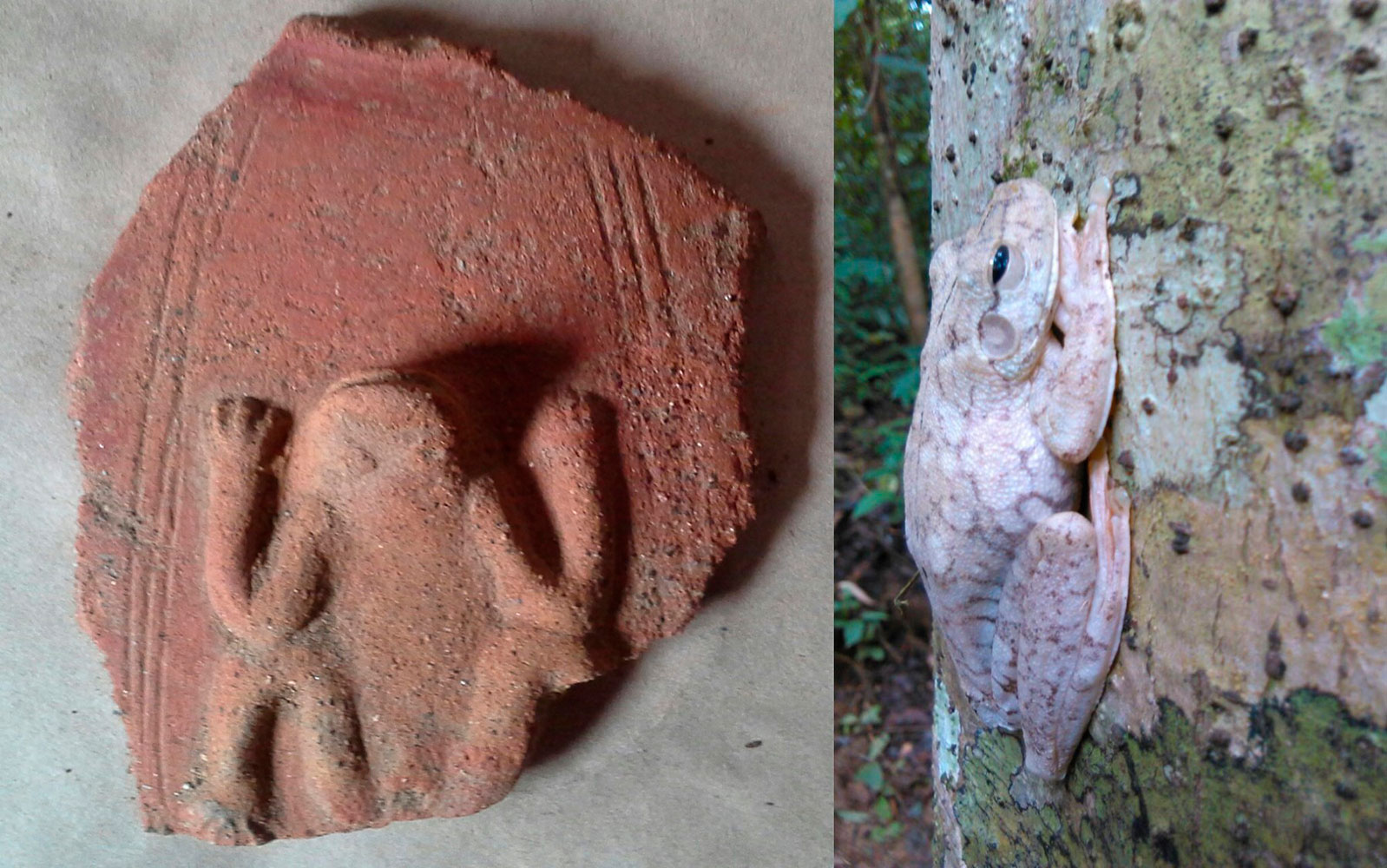 Representación de rana arborícola en cerámica, sitio cantarero