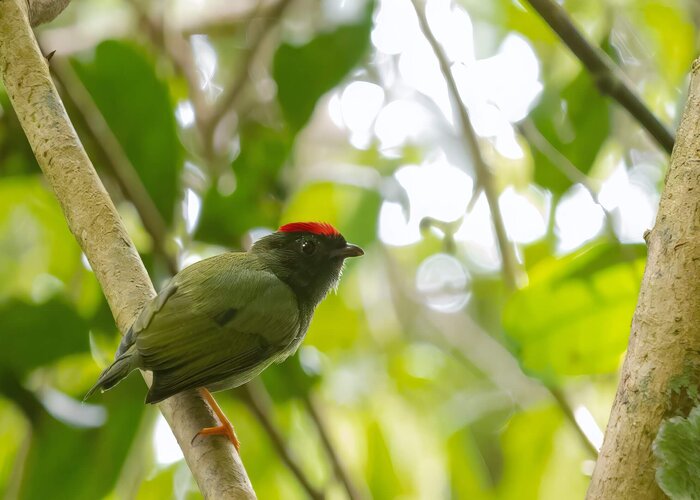 Saltarín coludo, Chiroxiphia lanceolata Macho juvenil de Saltarín coludo, Chiroxiphia lanceolata
