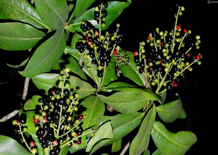 Tucuico, Ardisia revoluta