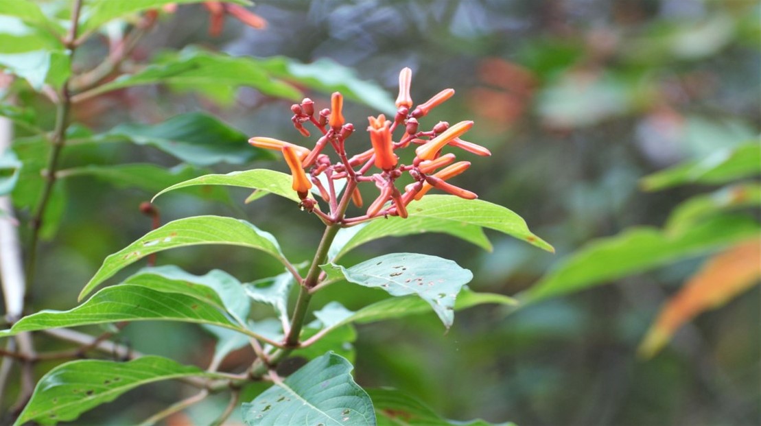 Cafecillo, Hamelia patens