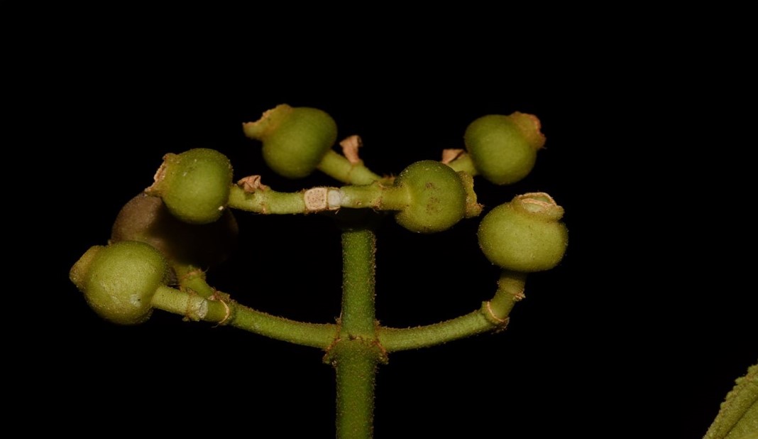 Lengua de vaca, Conostegia lasiopoda