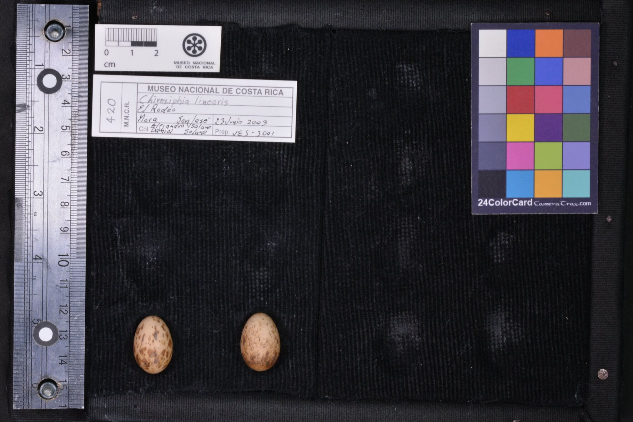 Huevos del saltarín toledo, Chiroxiphia linearis, colección MNCR