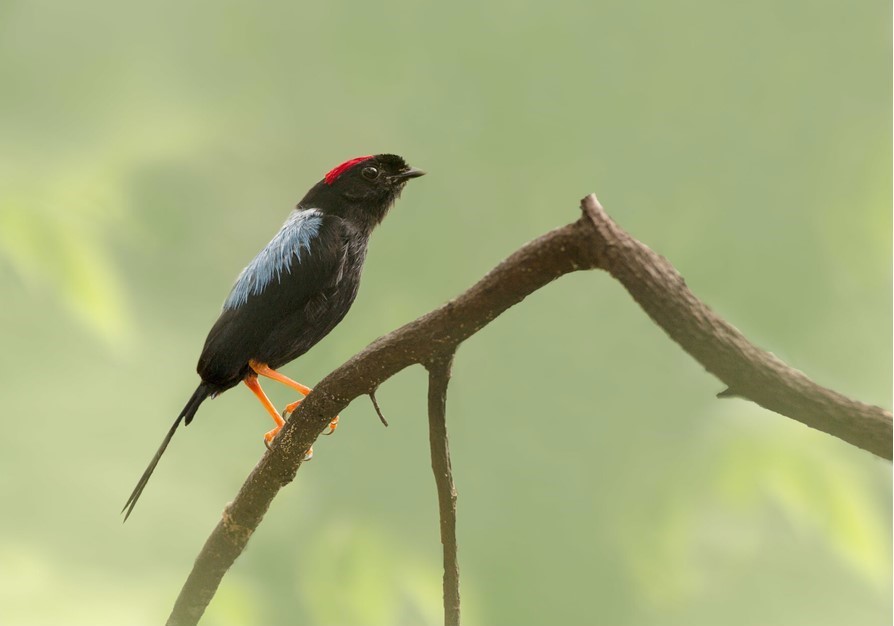 Toledo, Chiroxiphia linearis