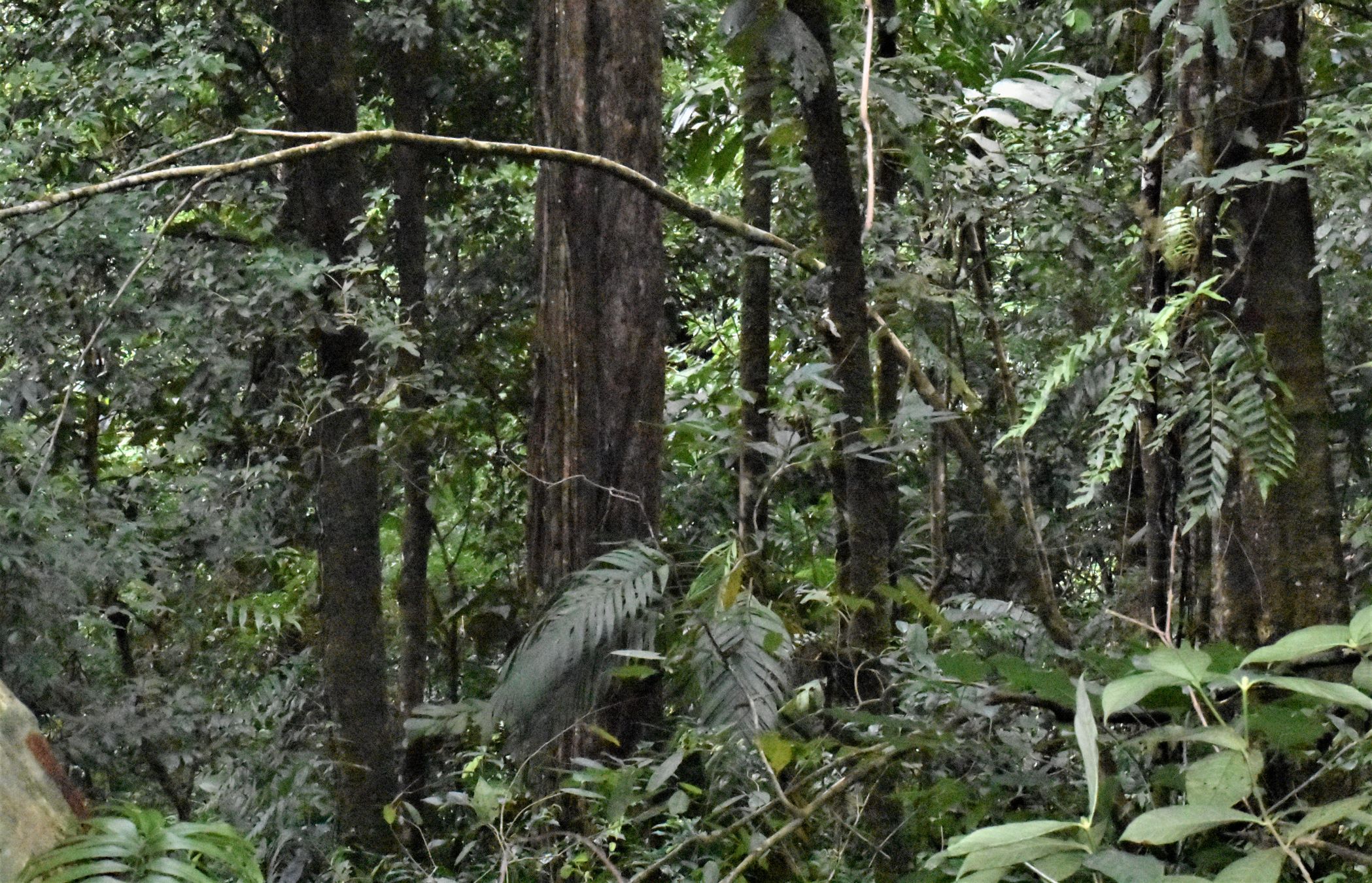 Hábitat de saltarín cuelliblanco, Manacus candei