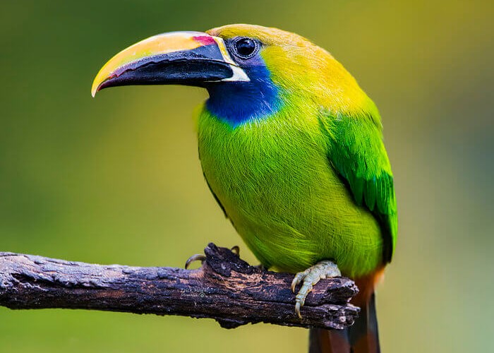 Pteroglossus frantzii