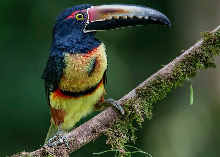 Pteroglossus frantzii