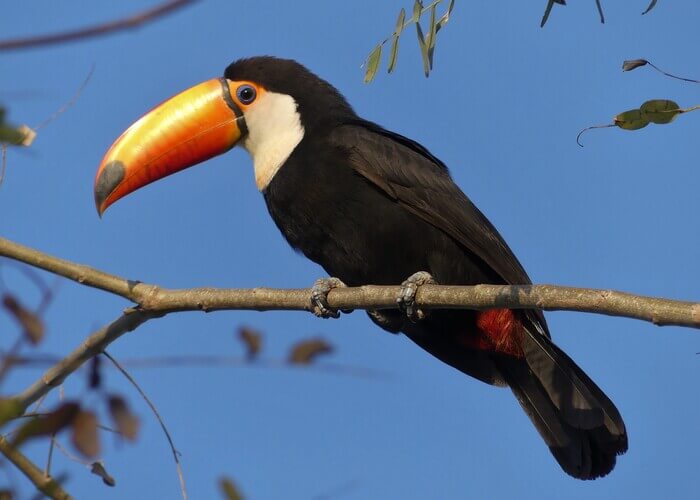 Pteroglossus frantzii