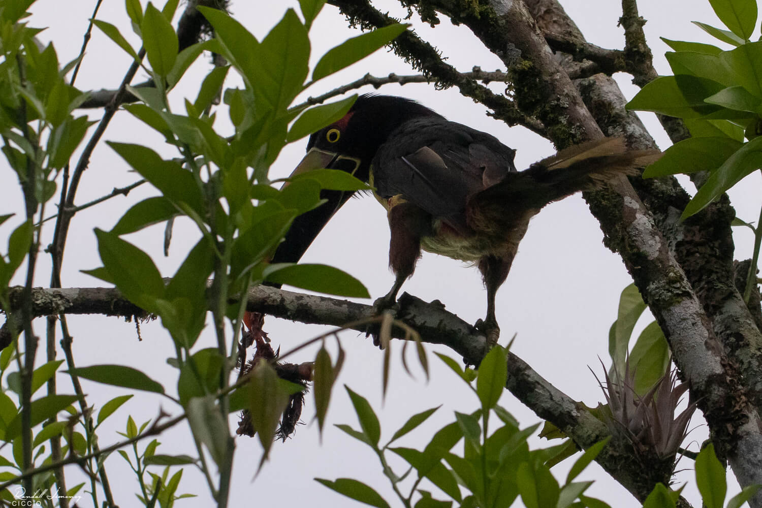 Tucancillo piquianaranjado, Pteroglossus frantzii