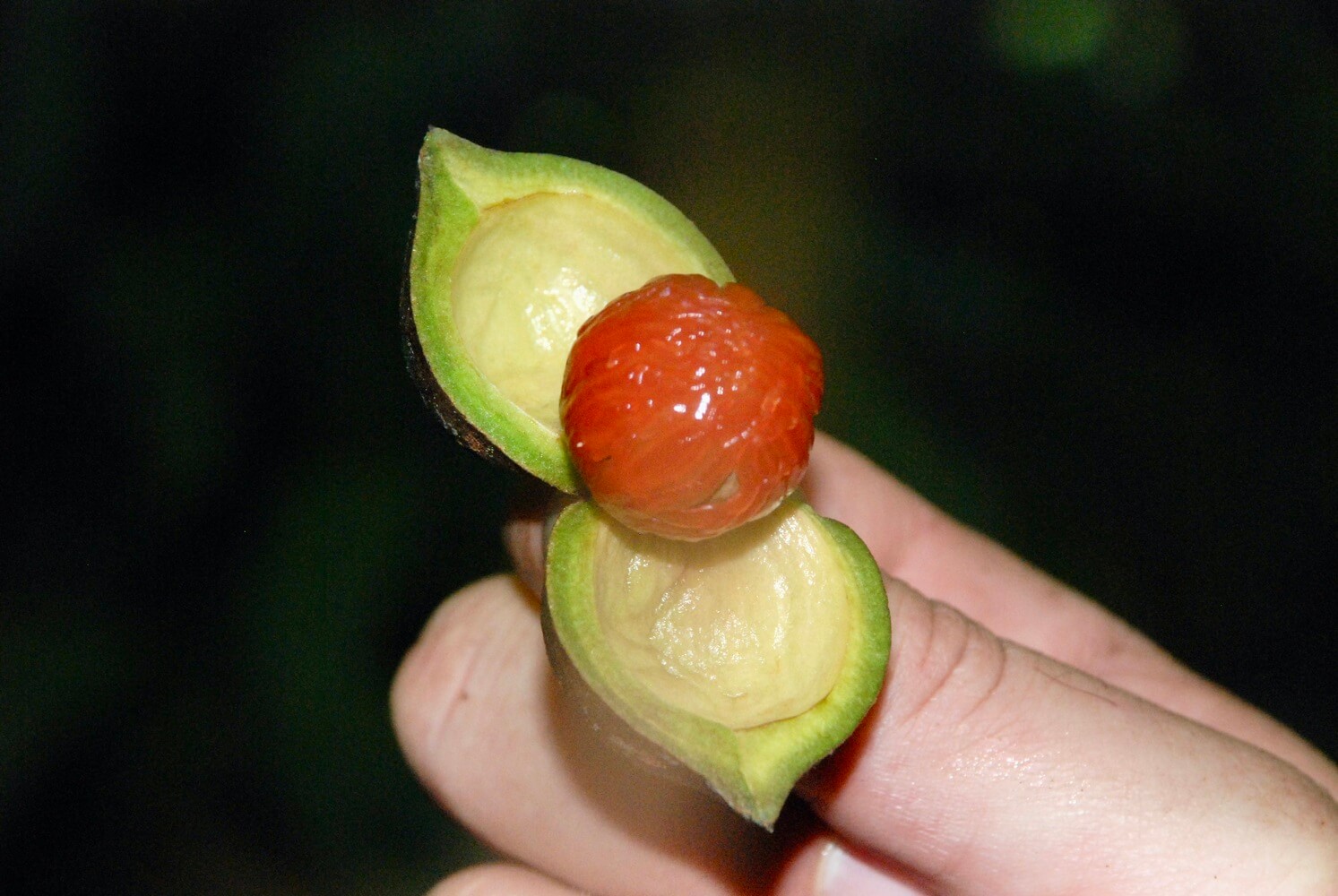 Fruto de Virola koschnyi